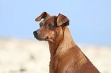 PINSCHER NAIN 066